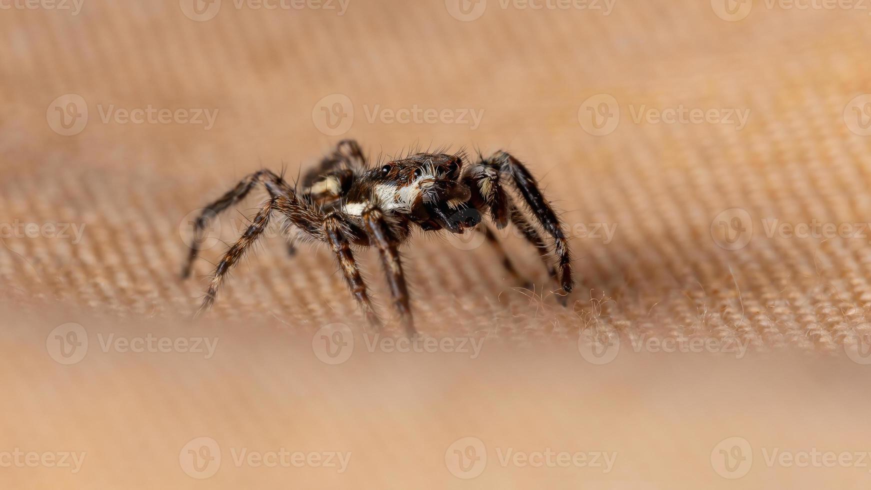 araña saltadora de pared gris foto