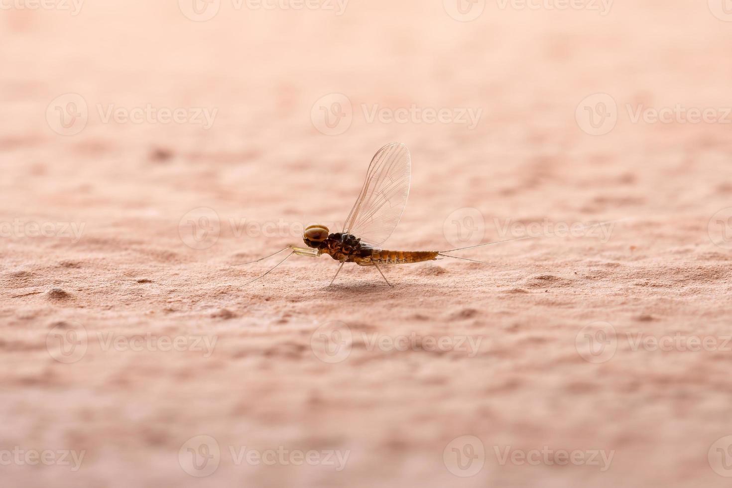 Male small mayfly photo