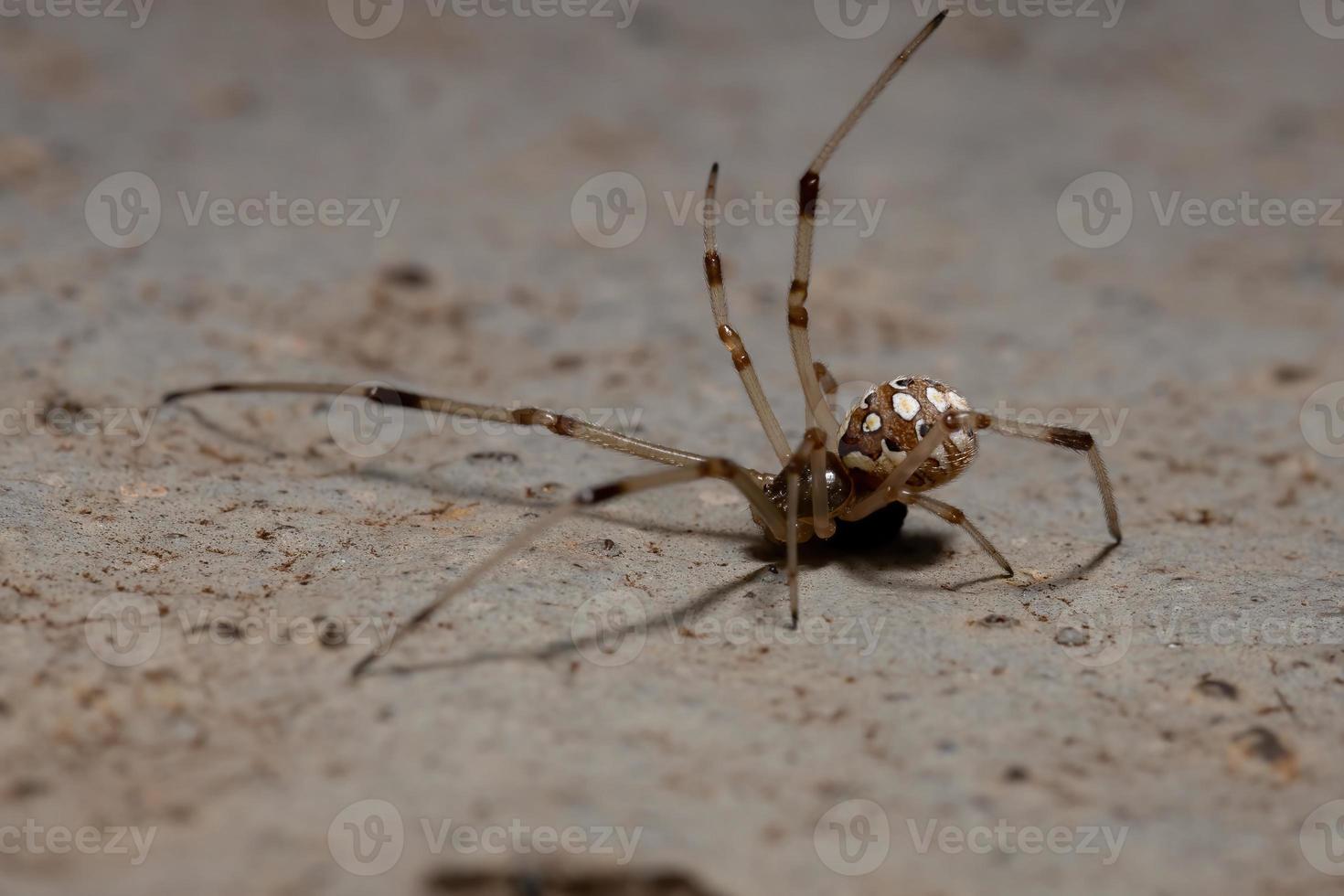 Small Brown Widow photo