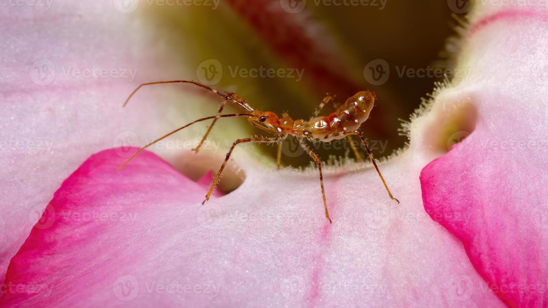 ninfa del insecto asesino foto