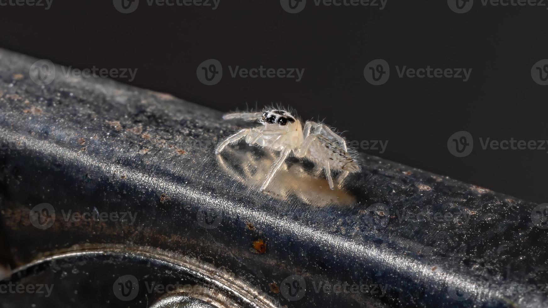 pequeña araña saltadora foto