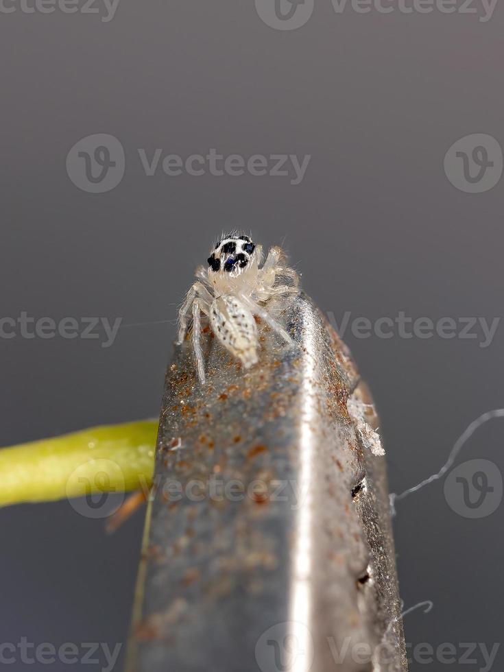 pequeña araña saltadora foto