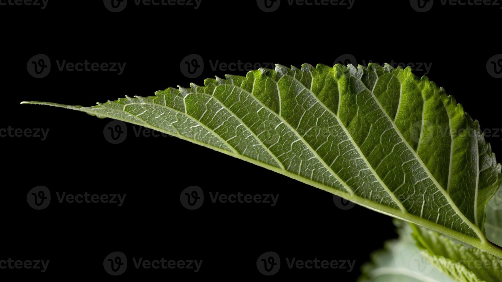 Mulberries plant in detail photo