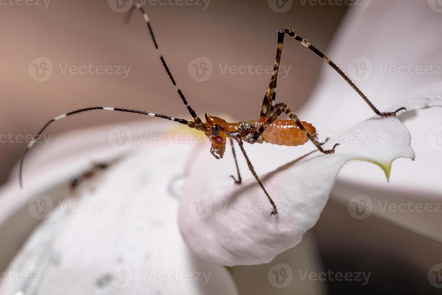 ninfa de saltamontes foto