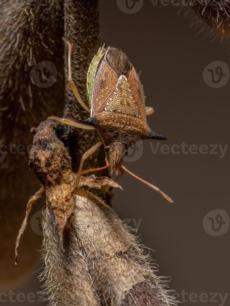 Green belly bug photo