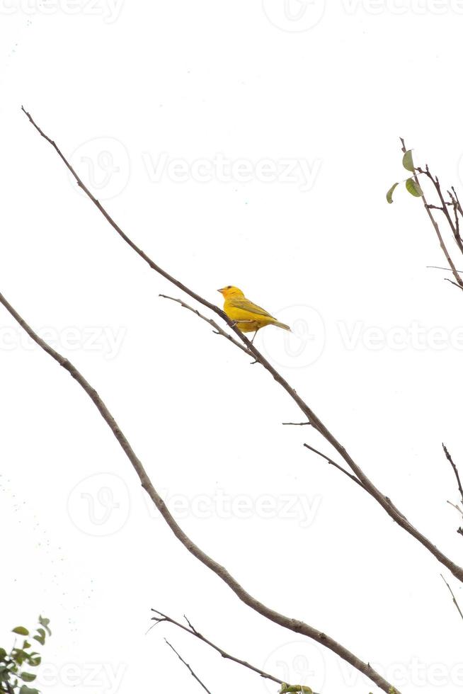 Saffron Finch Bird photo