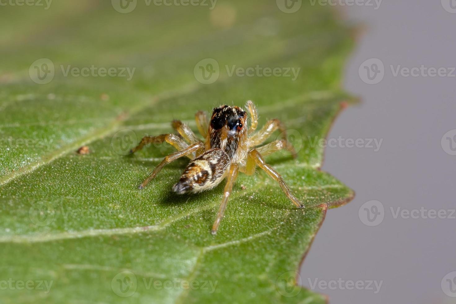 pequeña araña saltadora foto