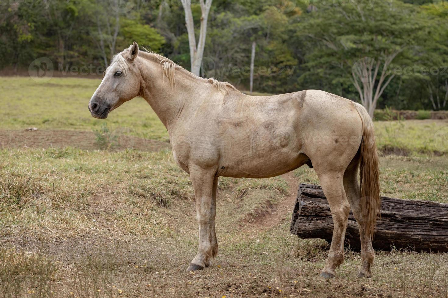 caballo en una granja brasileña foto