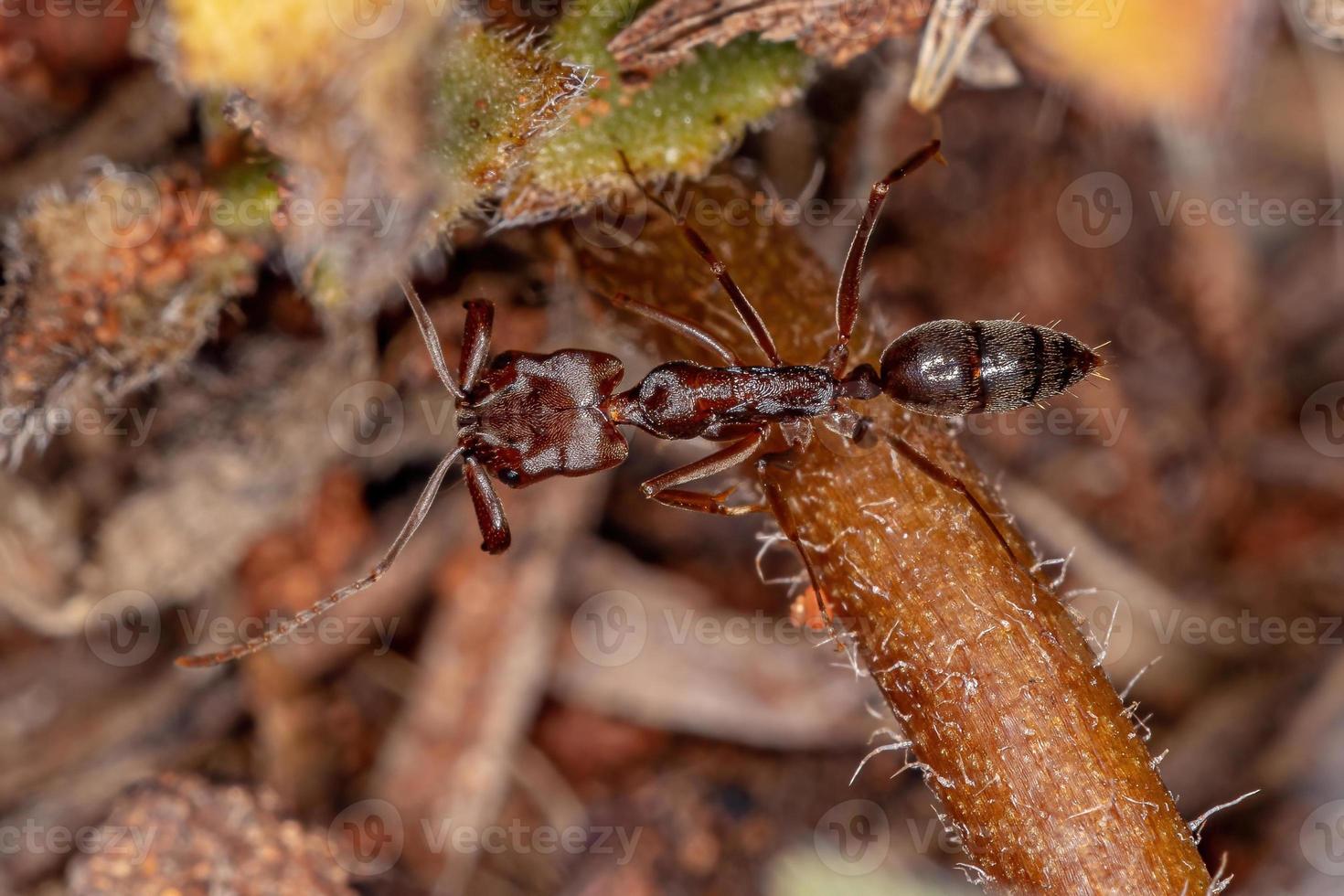 hormiga de mandíbula trampa roja adulta foto