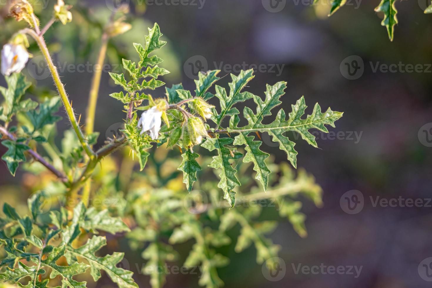 Red Buffalo-Bur Plant photo