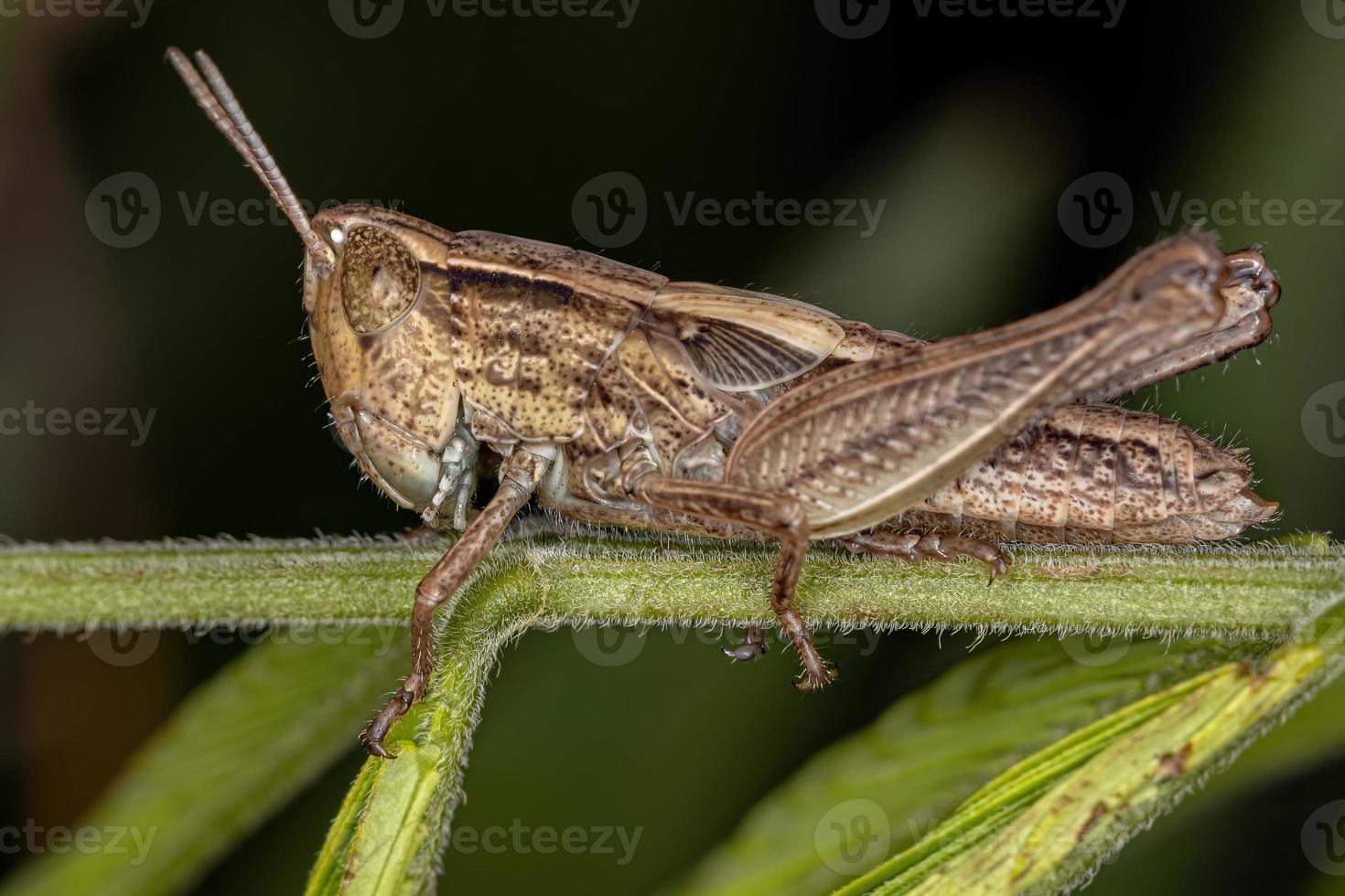 Adult Stridulating Slant-faced Grasshopper photo