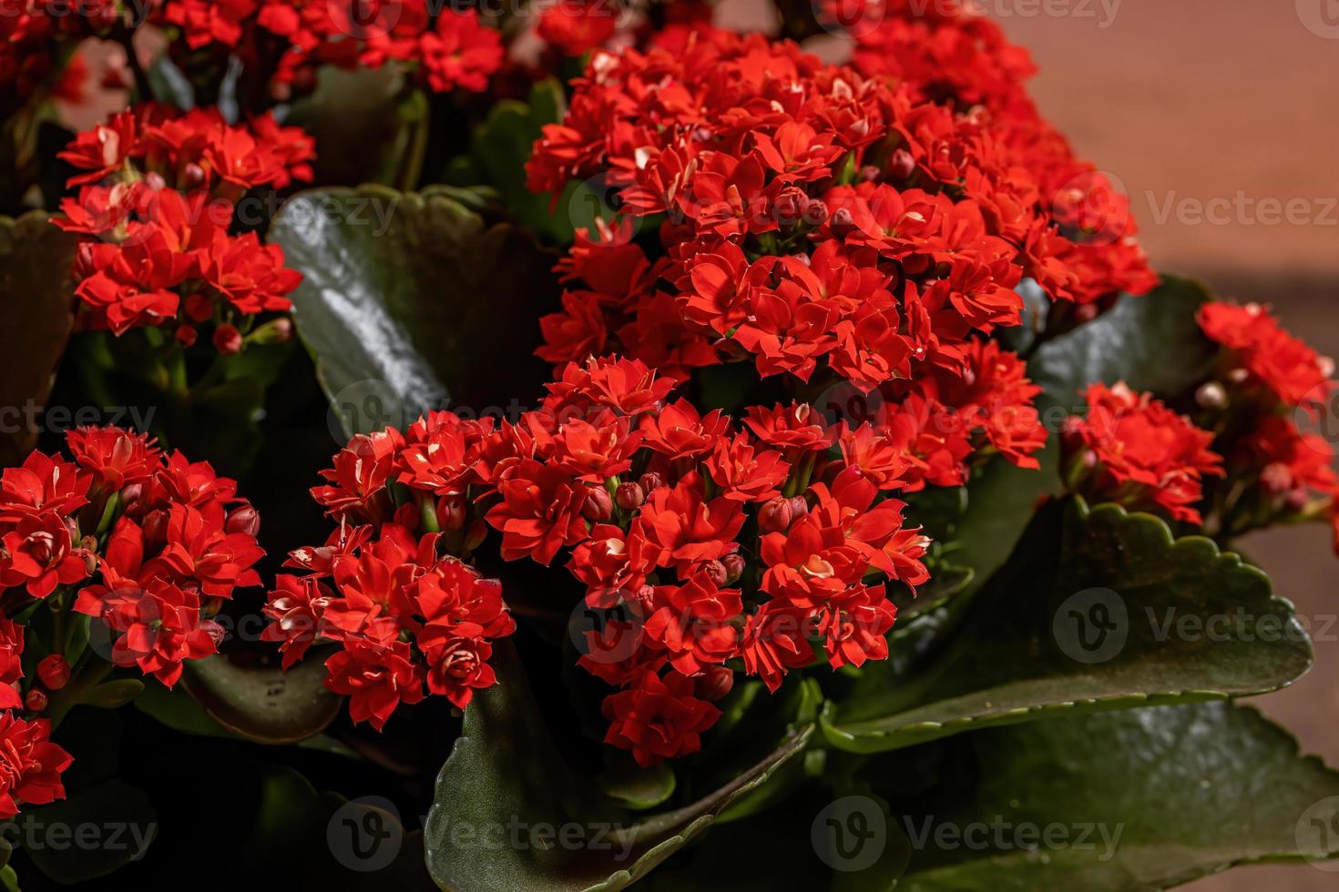 Flaming Katy Flower photo