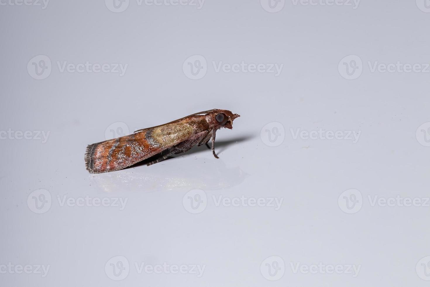 Indian Meal Moth 3797140 Stock Photo at Vecteezy