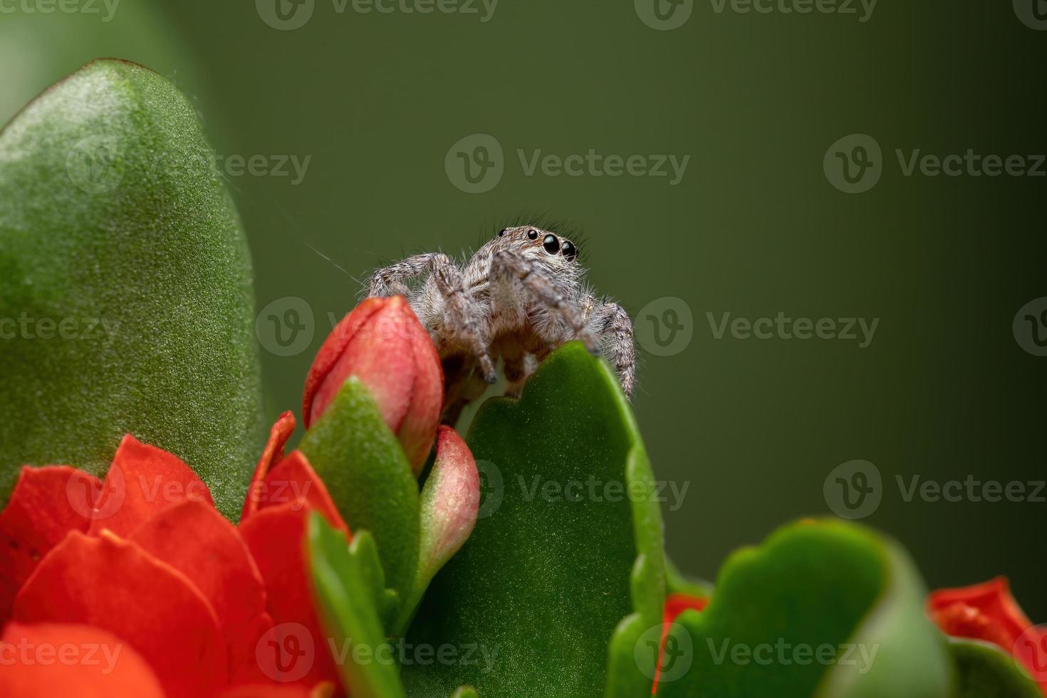 Adult jumping spider on a Flaming Katy Plant photo