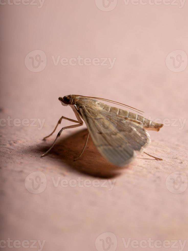 polilla perla adulta foto