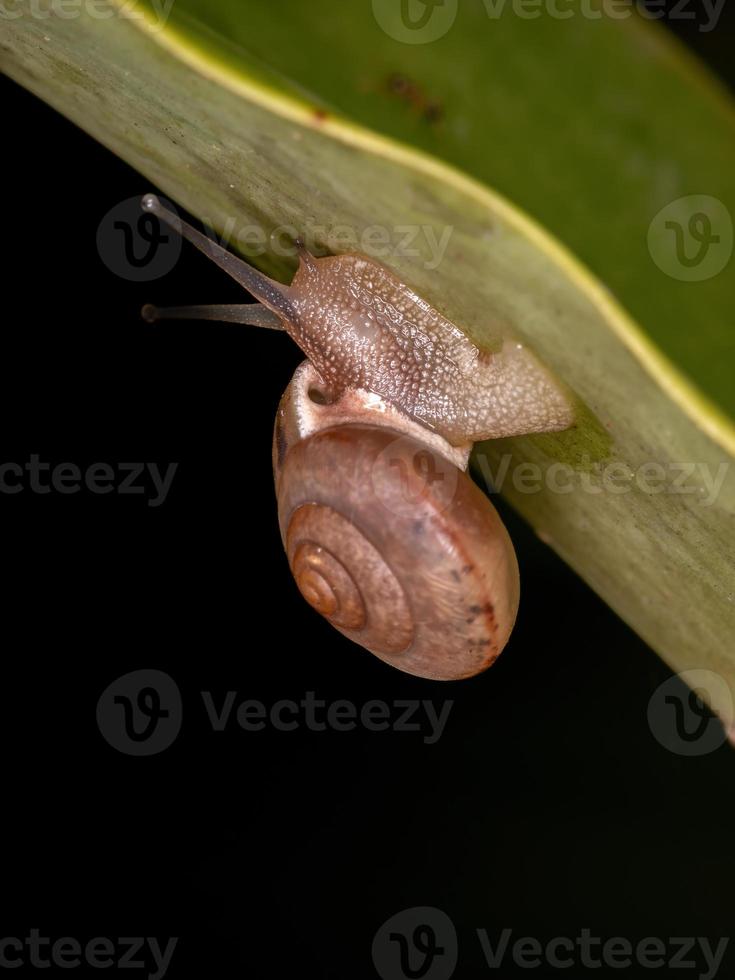 Asian Tramp Snail photo