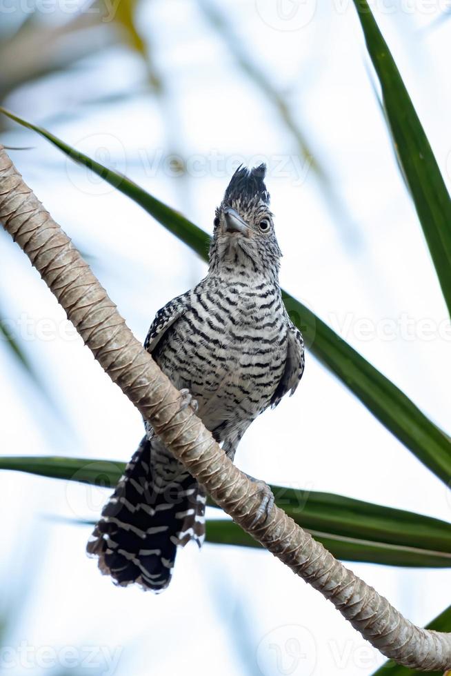 macho brasileño barrado antshrike foto