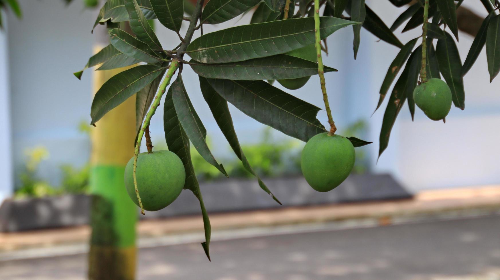 cerca de la fruta del mango en un árbol de mango. manojo de mango con fondo borroso. mango joven. foto