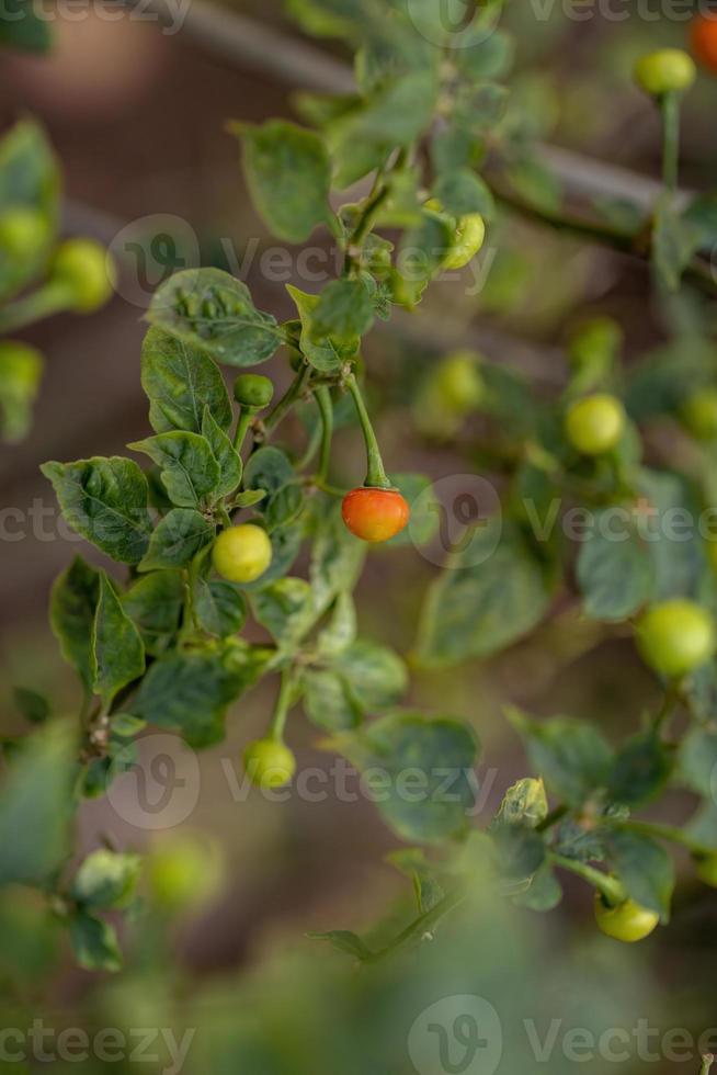 plantas de pimiento con frutas foto