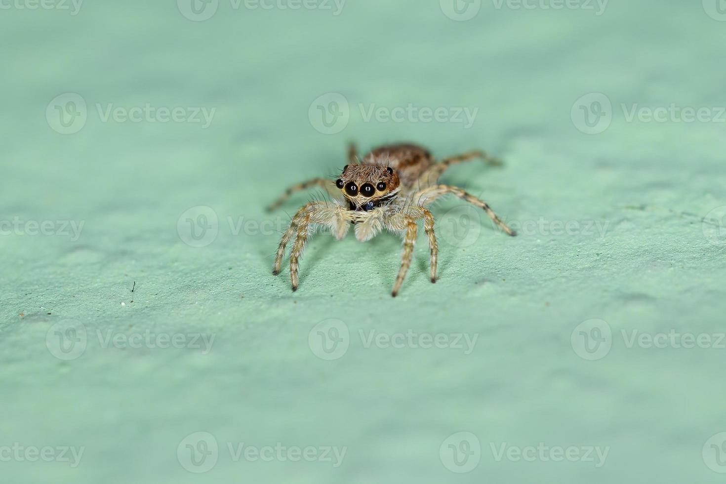 pequeña araña saltadora de pared gris foto