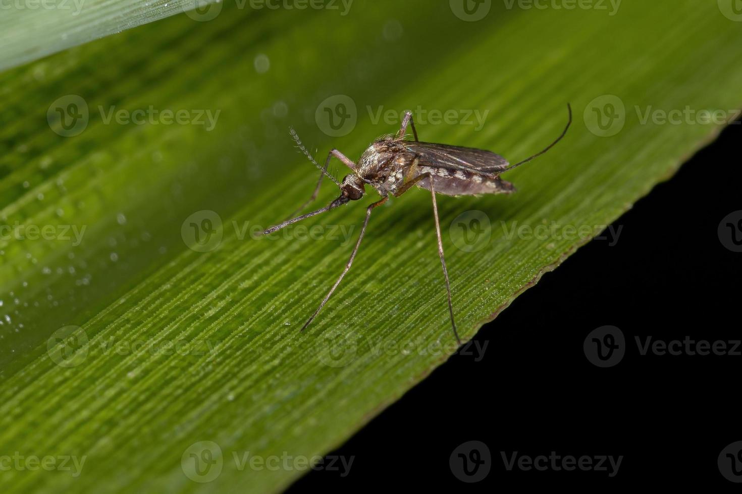 mosquito culicine adulto foto