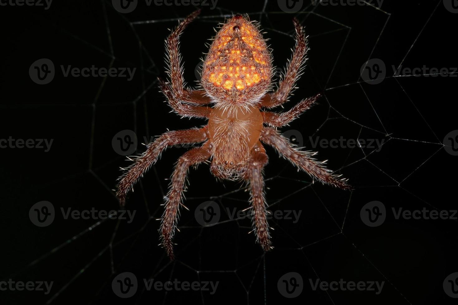 Small Typical Orbweaver photo