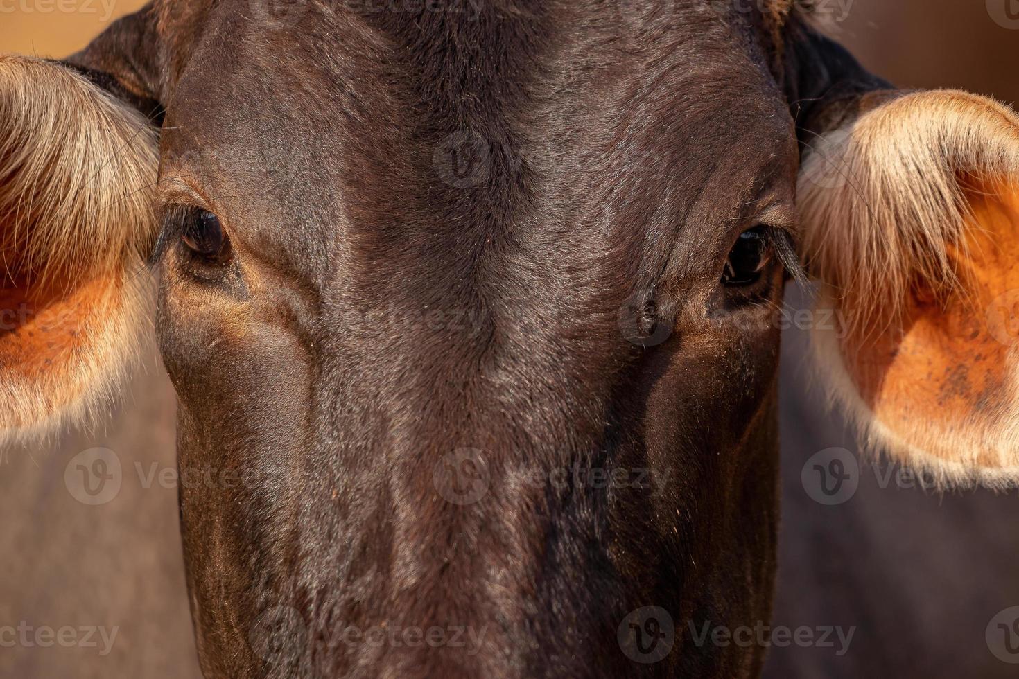 vaca en una granja foto