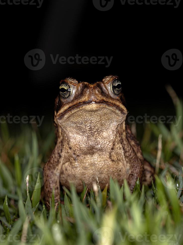 sapo cururu adulto foto