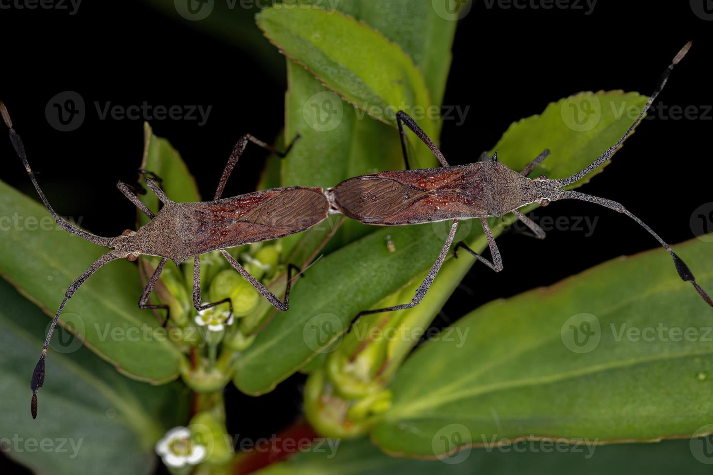 Acoplamiento de insectos adultos con patas de hoja foto