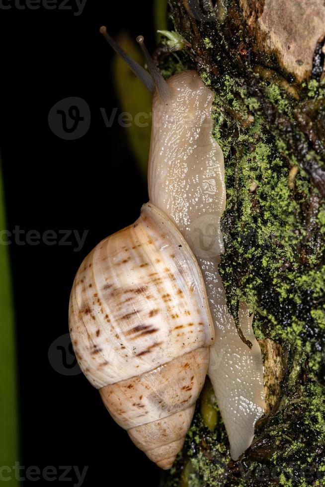 helicinan snai blanco foto