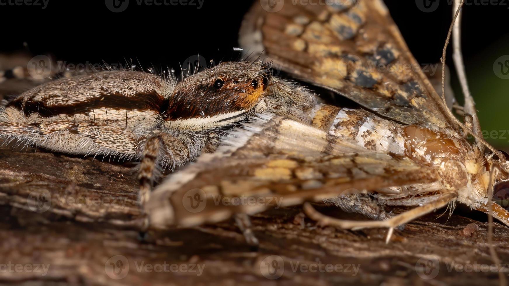 Araña saltadora de pared gris aprovechando una polilla de montaje foto