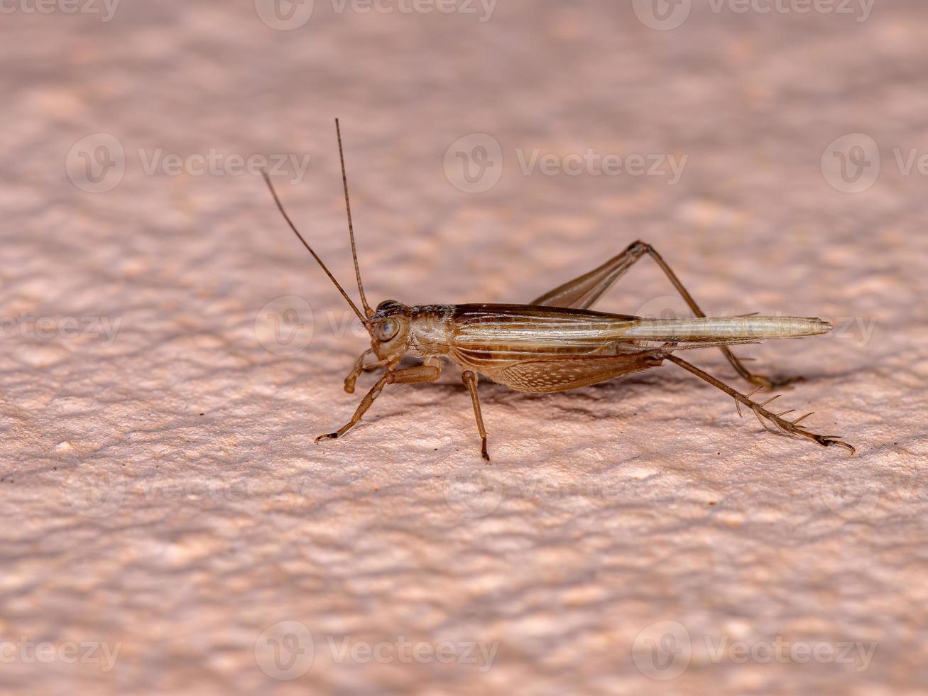 Brown Ground Cricket photo