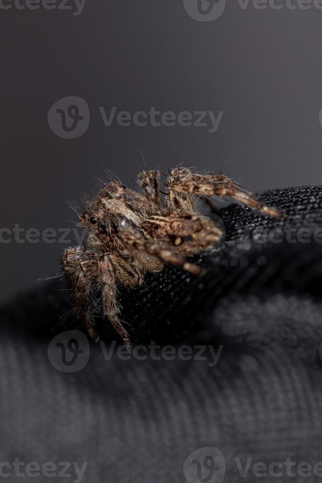 Pantropical Jumping Spider photo