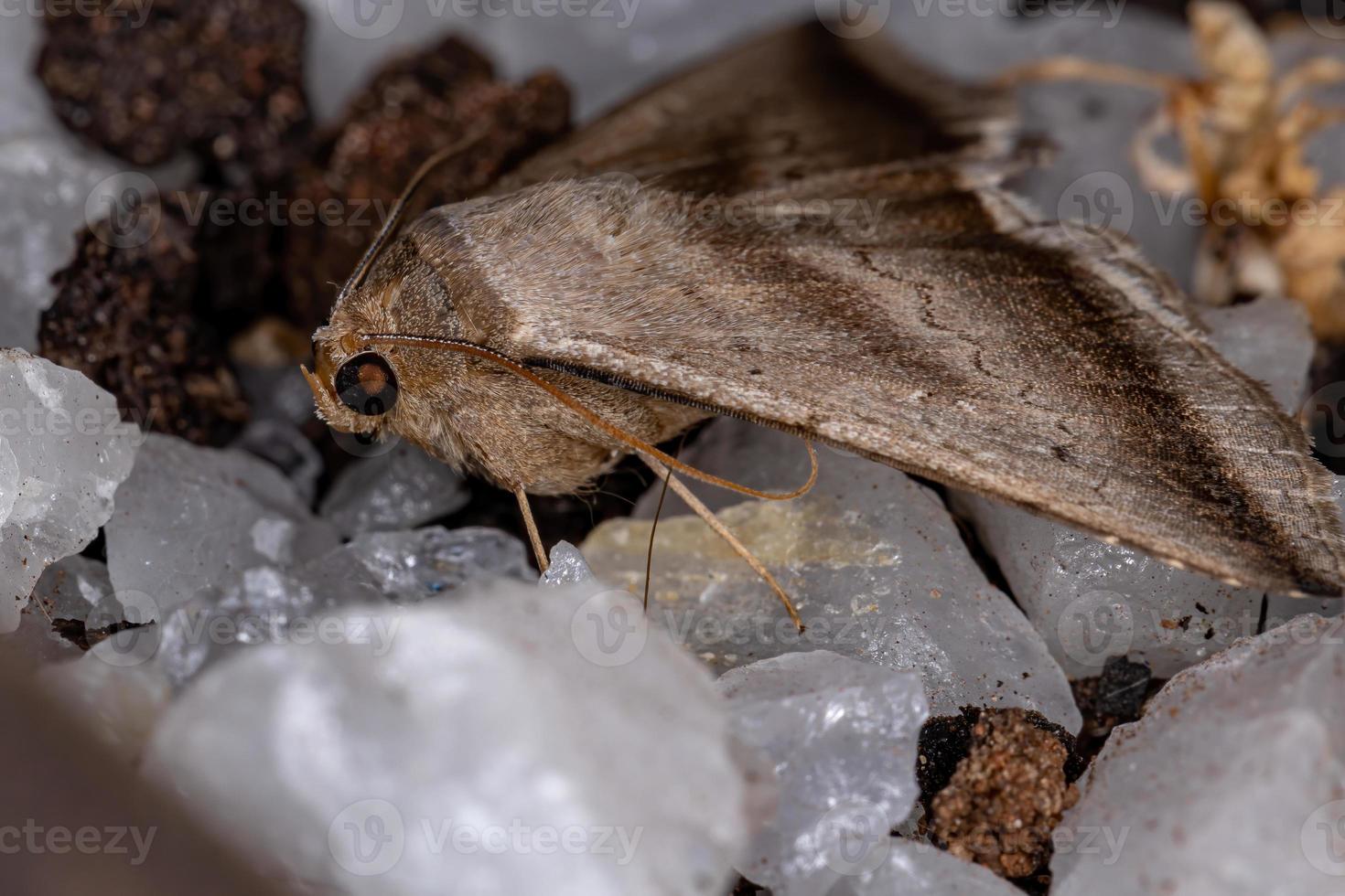 Brown Underwing Moth photo