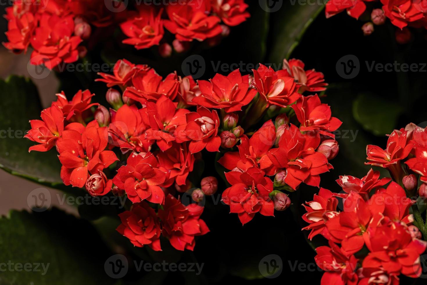 Flaming Katy Flower photo