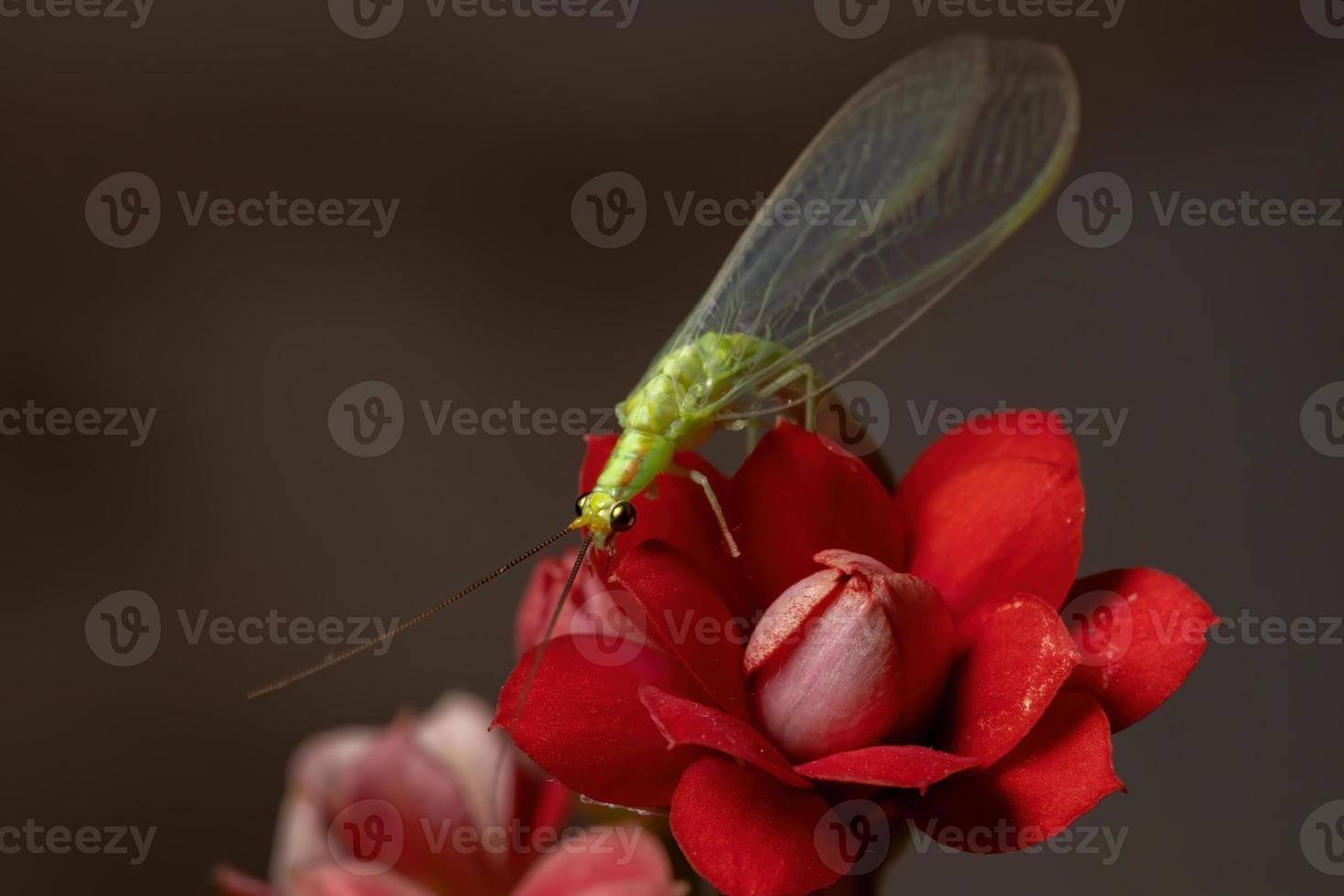 Crisopa verde típica en una planta con flores foto