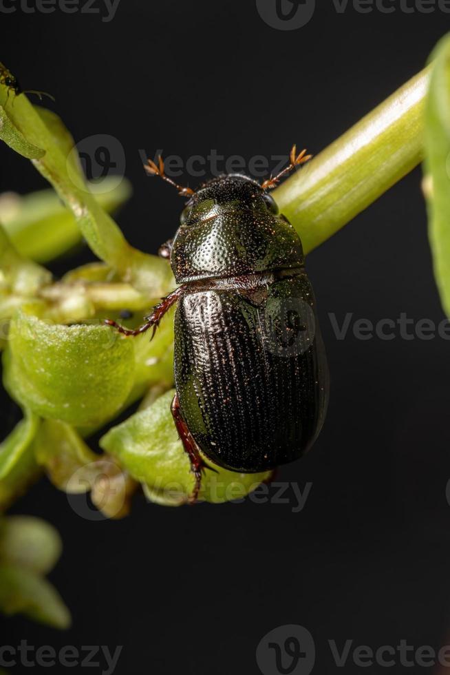 escarabajo de junio adulto foto