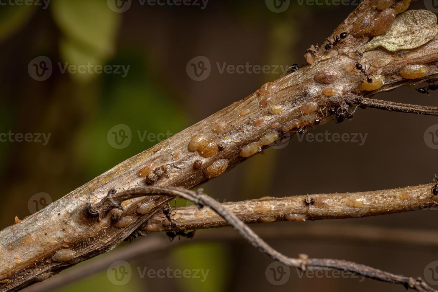 ants in Symbiosis with Tortoise Scales insects photo