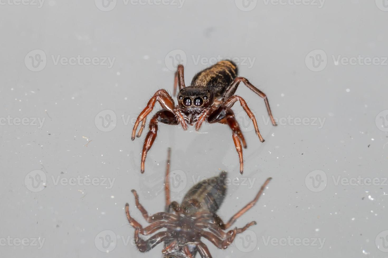 Small jumping spider photo