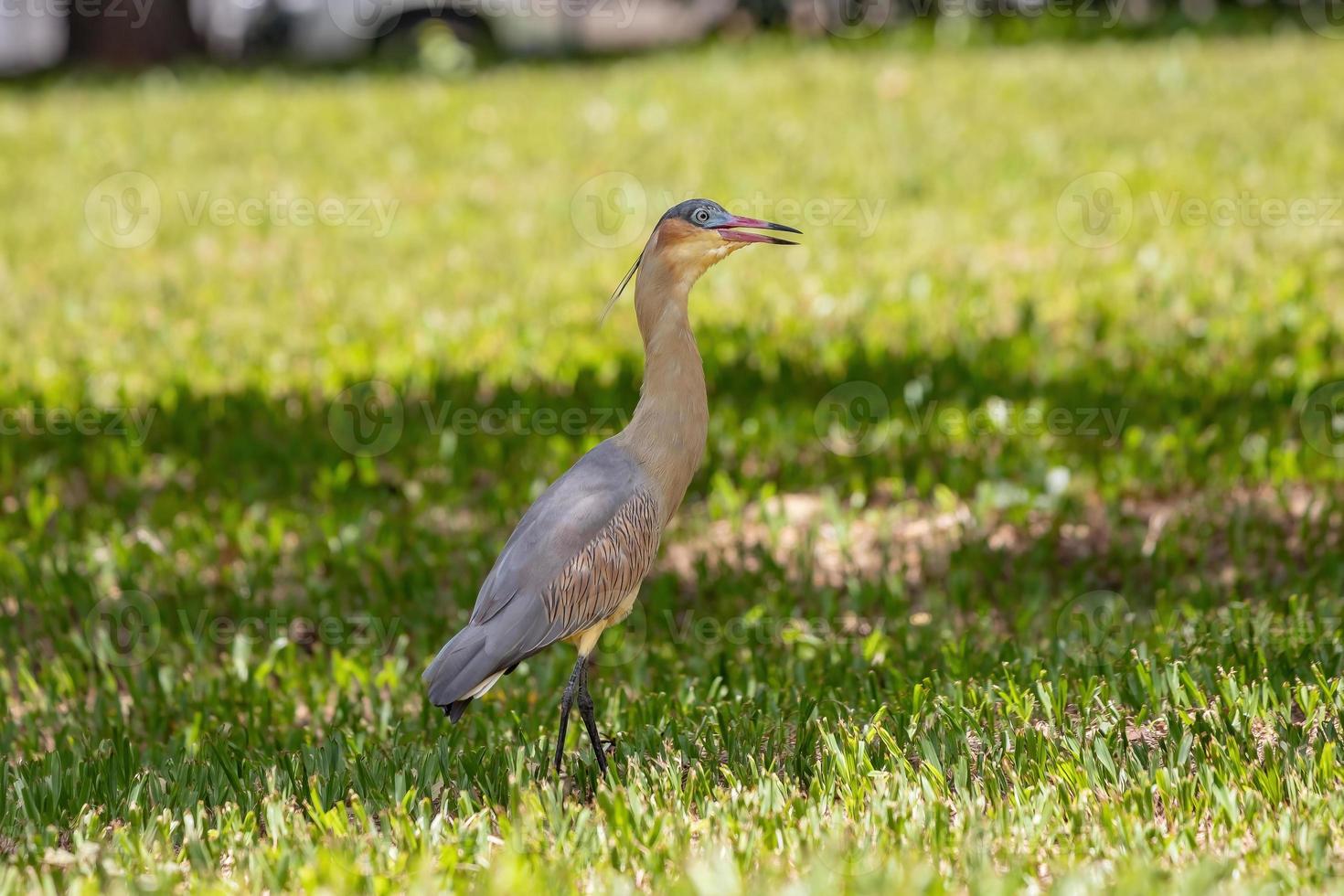 Adult Whistling Heron photo