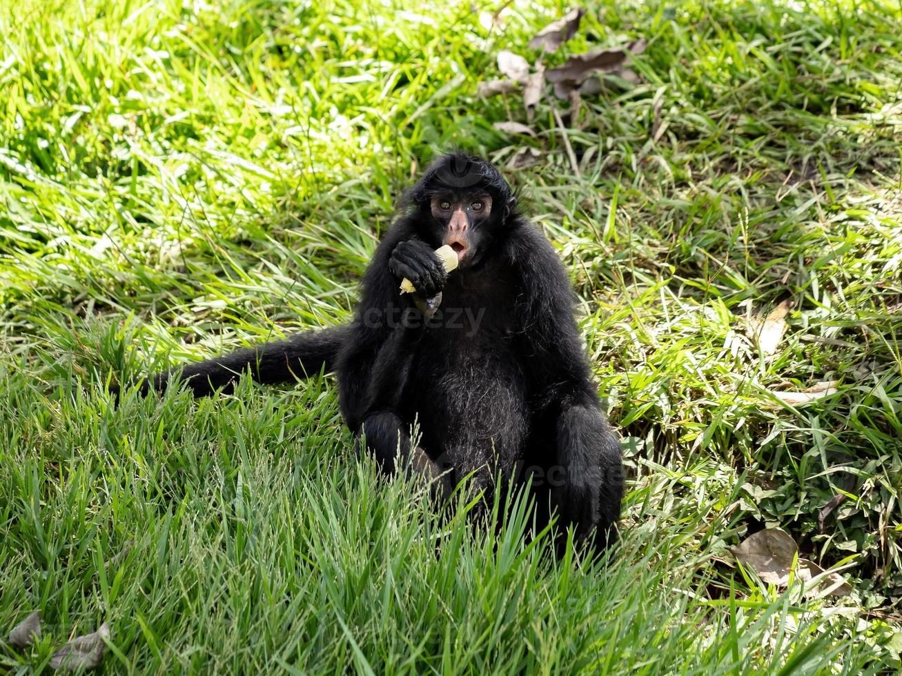 Black-faced Black Spider Monkey photo