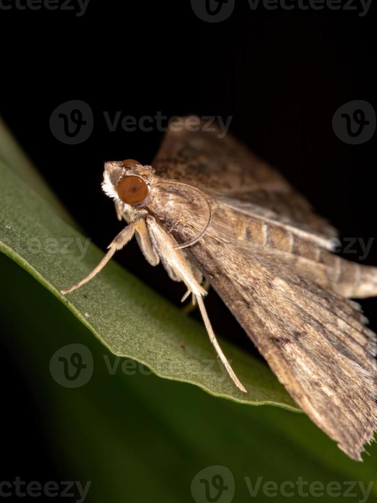 polilla perla brasileña foto