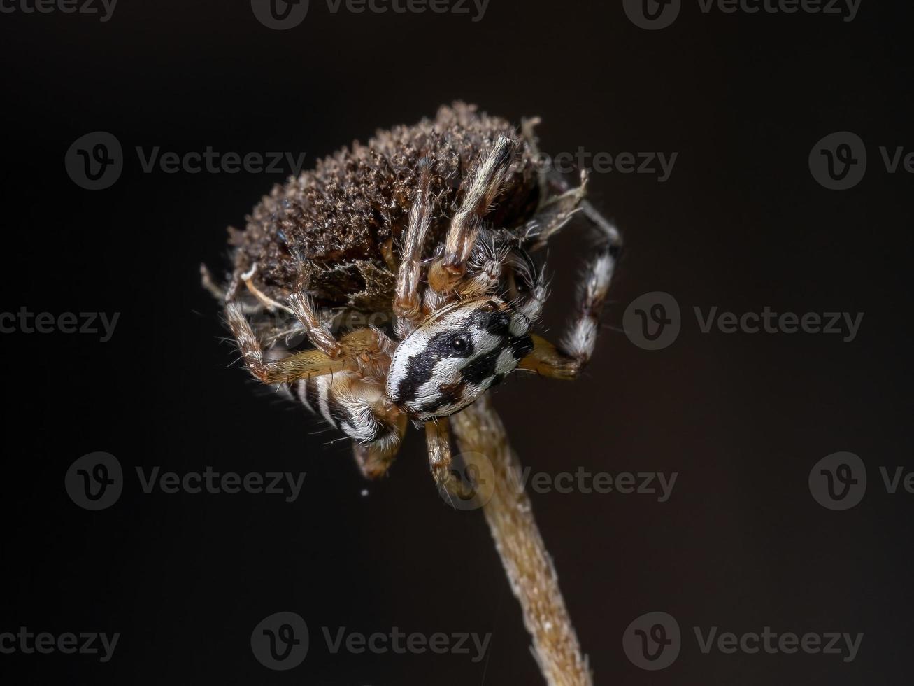 pequeña araña saltadora foto