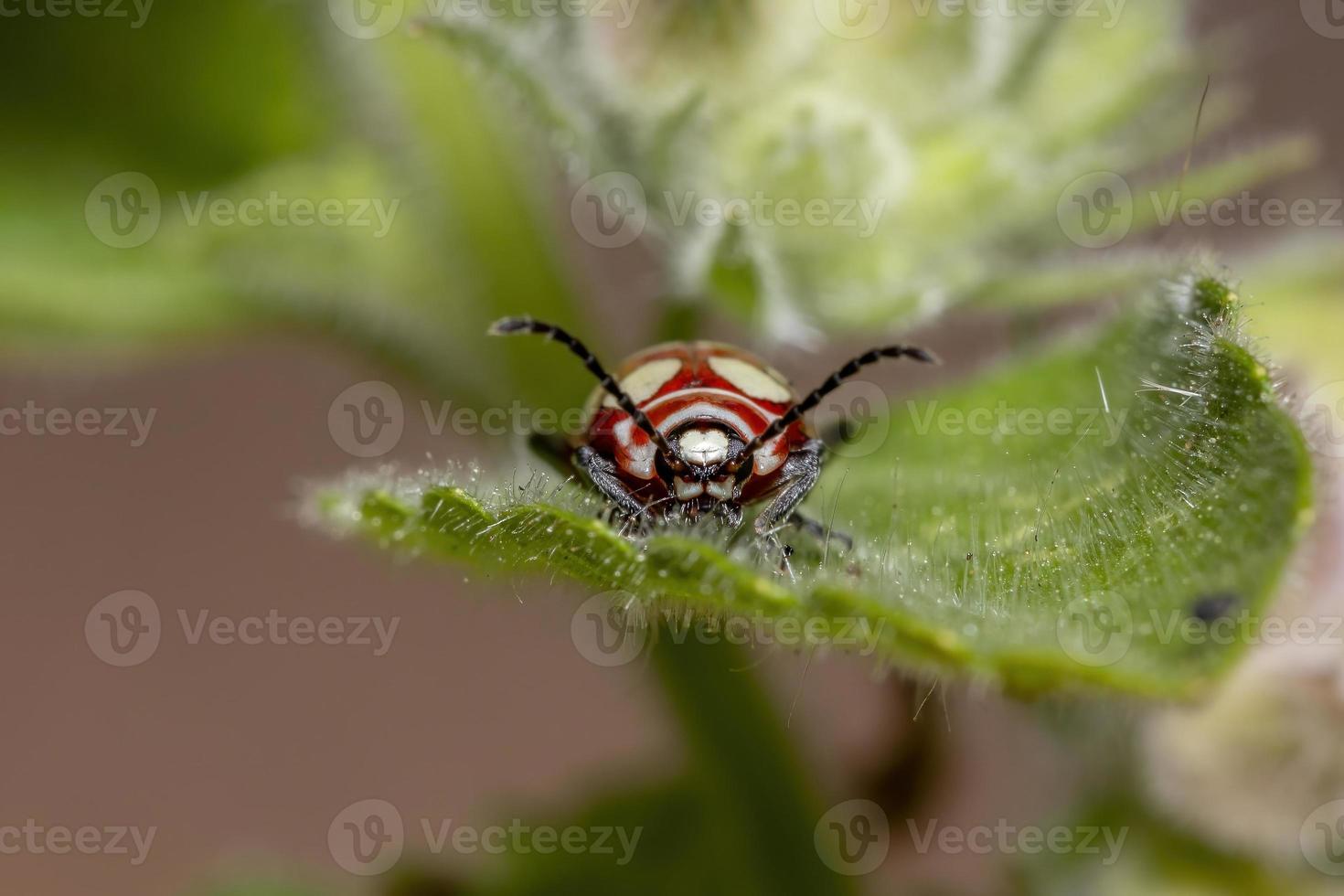 Adult Flea Beetle photo