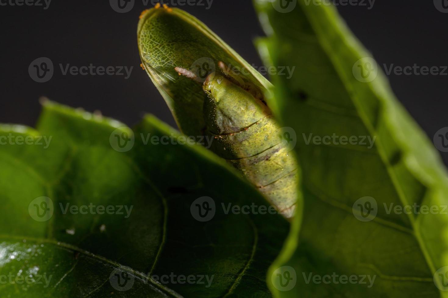 mantis unicornio hembra adulta foto