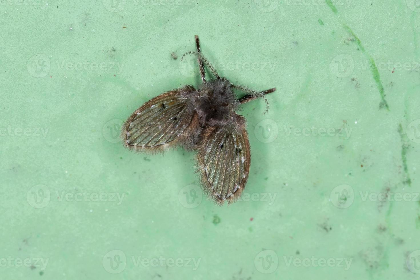 midge de polilla de baño para adultos foto