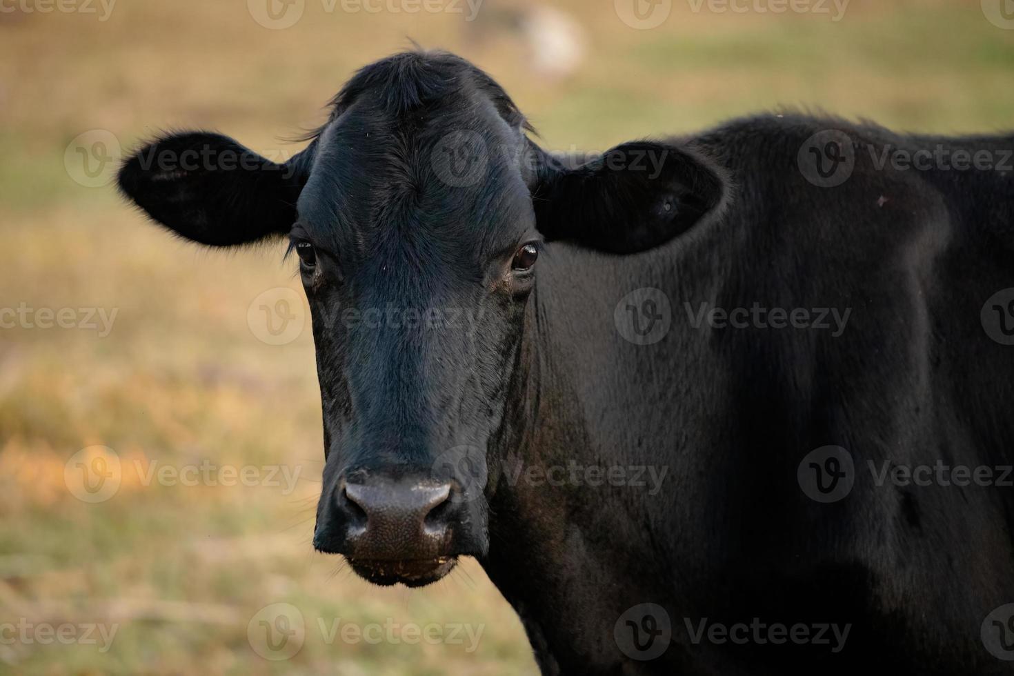 vaca adulta en una granja foto