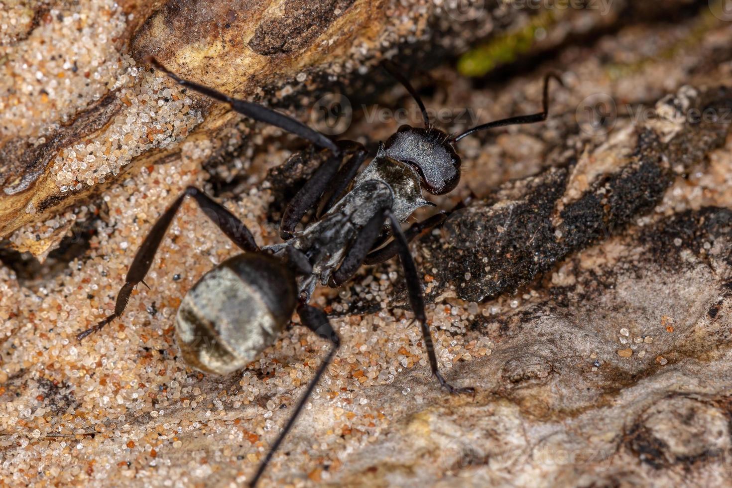 hormiga de azúcar dorada brillante de la casta trabajadora foto