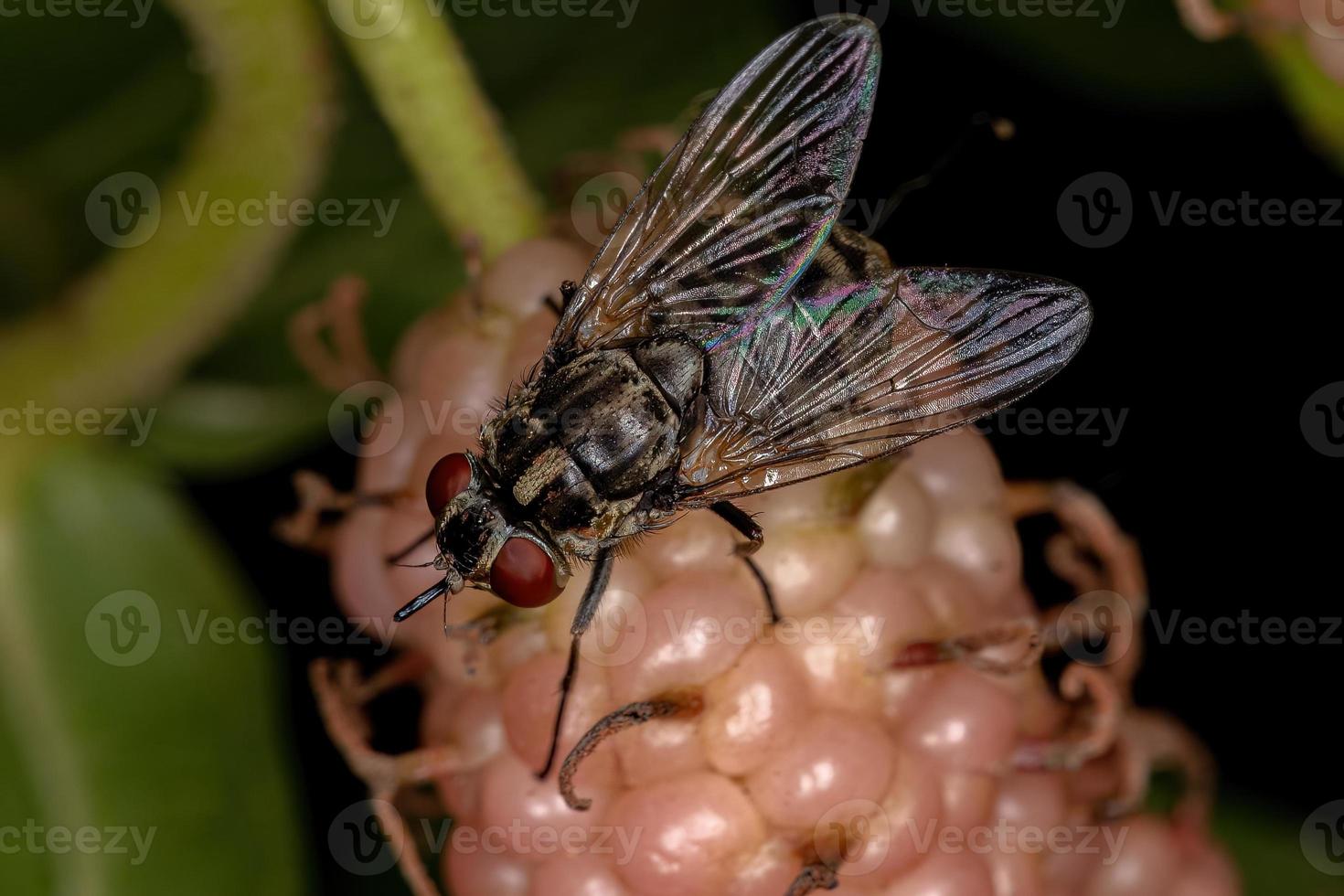 mosca doméstica adulta foto