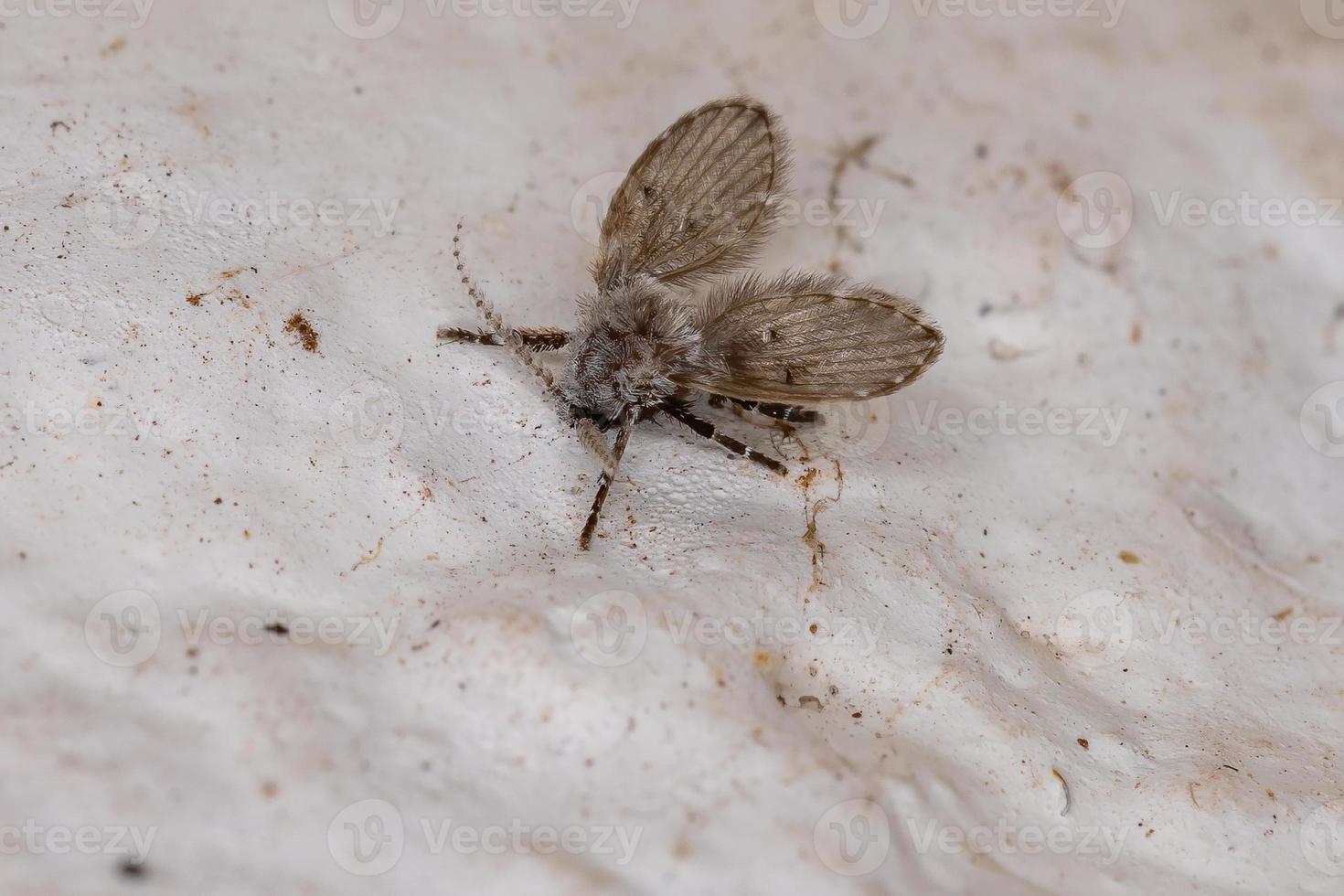 midge de polilla de baño foto